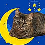Isabella joined the competition — help win amazing prizes! cat, tabby_cat, moon, crescent_moon, stars, night_sky, illustration, cute, animal, pet, whimsical, playful, cartoon, yellow, blue, fur, resting, face, whiskers, background