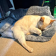 Dante joined the competition — help win amazing prizes! cat, sleeping, pet_bed, gray, cream_colored, indoor, cozy, carpet, feline, resting, paw, fur, quiet, home, comfort, animal, cute, relaxation, soft, peaceful