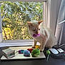Dante is registered to the contest to win money with this photo: cat, toy_mouse, plush_toys, laptop, window, greenery, desk, indoor, curious_cat, cream_colored_cat, pet, mouse_toy, computer_mouse, natural_light, plants_outside, playful_cat, cat_toys, feline, home_office, curtains