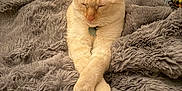 Dante joined the competition — help win amazing prizes! cat, sleeping, paws_crossed, cream_colored, fluffy_blanket, gray_blanket, cozy, pet, indoor, relaxing, fur, cute, animal, resting, soft_texture, mammal, domestic_animal, peaceful, comfortable, collar