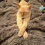 cat, sleeping, paws_crossed, cream_colored, fluffy_blanket, gray_blanket, cozy, pet, indoor, relaxing, fur, cute, animal, resting, soft_texture, mammal, domestic_animal, peaceful, comfortable, collar