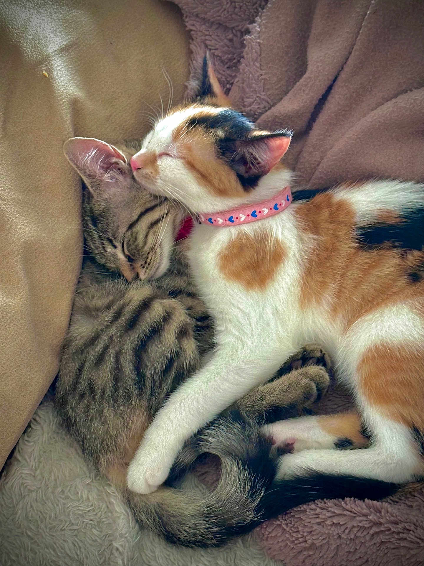 Lila Et Bubbels