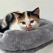 Lila Et Bubbels a rejoint le concours — aidez-le/la à gagner de superbes lots ! kitten, cat, calico, pet, animal, cute, feline, fur, bed, gray, plush, resting, indoor, young, small, whiskers, ears, nose, eyes, cozy