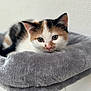 kitten, cat, calico, pet, animal, cute, feline, fur, bed, gray, plush, resting, indoor, young, small, whiskers, ears, nose, eyes, cozy
