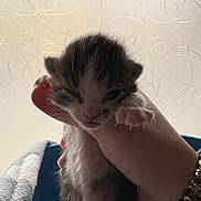 Bumbelbie participe au concours pour gagner de l'argent avec cette photo : kitten, newborn, hand, bracelet, feline, paw, claws, sleepy, fur, indoor, window, patterned_glass, closeup, pet, cute, tiny, animal, mammal, adorable, soft_light
