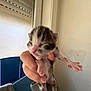 Bumbelbie a rejoint le concours — aidez-le/la à gagner de superbes lots ! kitten, newborn, cat, animal, pet, hand, fingers, paws, fur, closed_eyes, indoor, window, soft_light, delicate, small, cute, pink, claws, holding, young