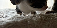 Bumbelbie participe au concours pour gagner de l'argent avec cette photo : cat, kitten, mother_cat, pet, animal, feline, fluffy_blanket, close_up, soft_light, indoor, sniffing, cute, young_animal, domestic_animal, fur, whiskers, shadow, texture, sleepy, bond