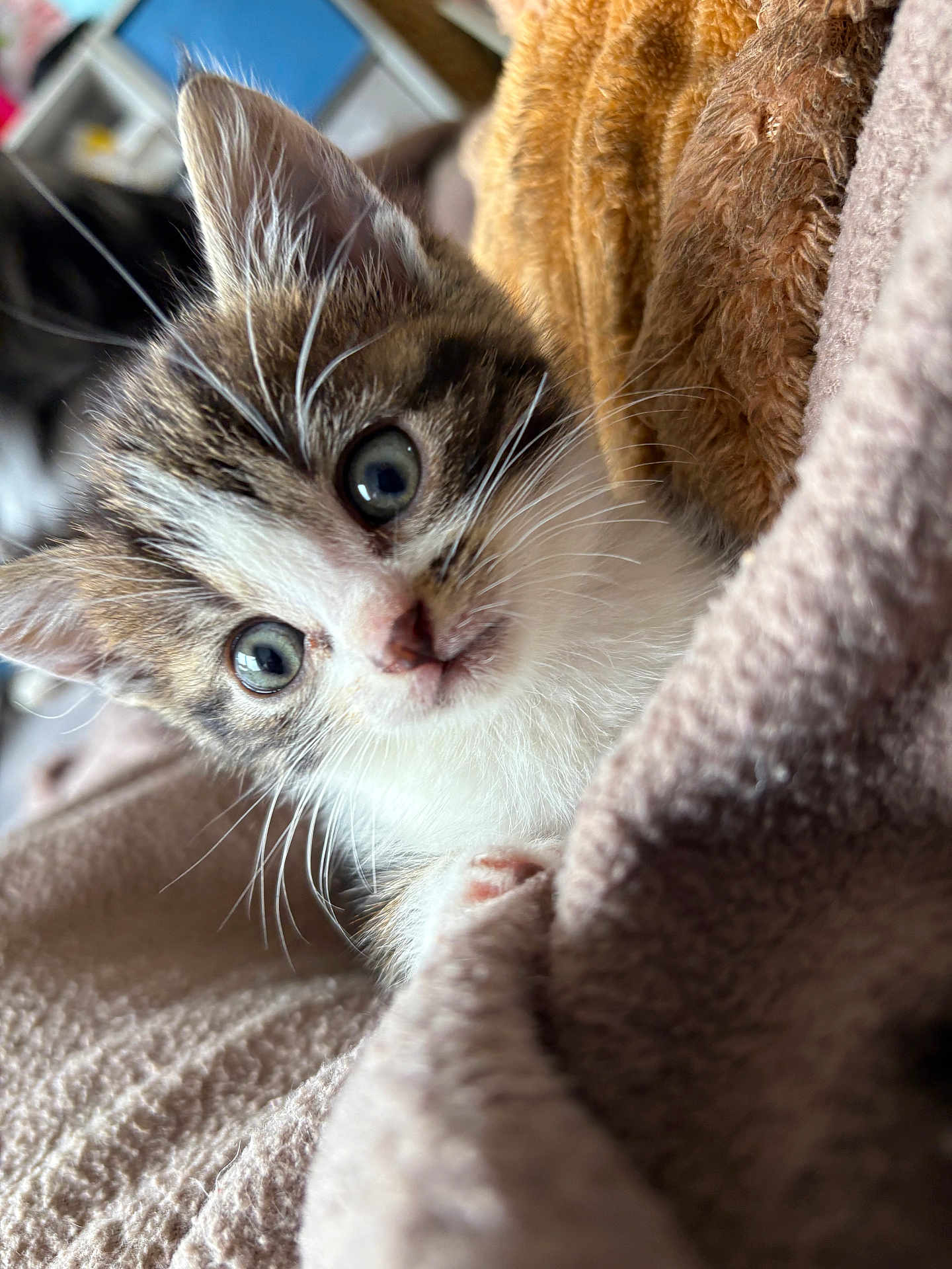 Bumbelbie a rejoint le concours — aidez-le/la à gagner de superbes lots ! kitten, cat, animal, pet, furry, cute, curious, whiskers, ears, blanket, cozy, fur, closeup, indoor, soft, young, mammal, face, sleepy, domestic