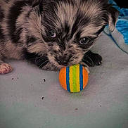 Charlie participe au concours pour gagner de l'argent avec cette photo : puppy, dog, toy, ball, close_up, fur, cute, pet, animal, playful, indoor, focus, small, adorable, colorful, striped, young, nose, whiskers, paw