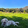 dog, white_dog, grass, outdoor, sunny, blue_sky, mountain, trees, park, happy, pet, canine, nature, landscape, leash, resting, summer, daytime, animal, fluffy