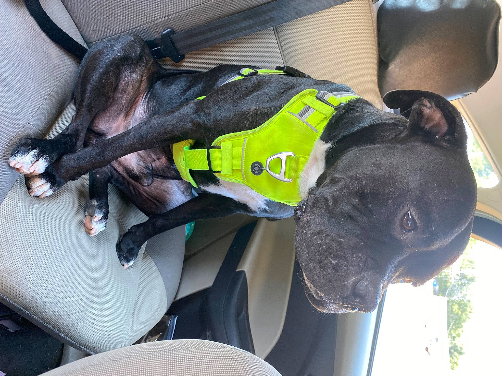 Topper is registered to the contest to win money with this photo: auto_part, automotive_exterior, bag, canidae, carnivore, collar, companion_dog, dog, dog_breed, dog_collar, dog_supply, guard_dog, personal_protective_equipment, pet_supply, snout, sporting_group, vehicle, vehicle_door, window, working_animal