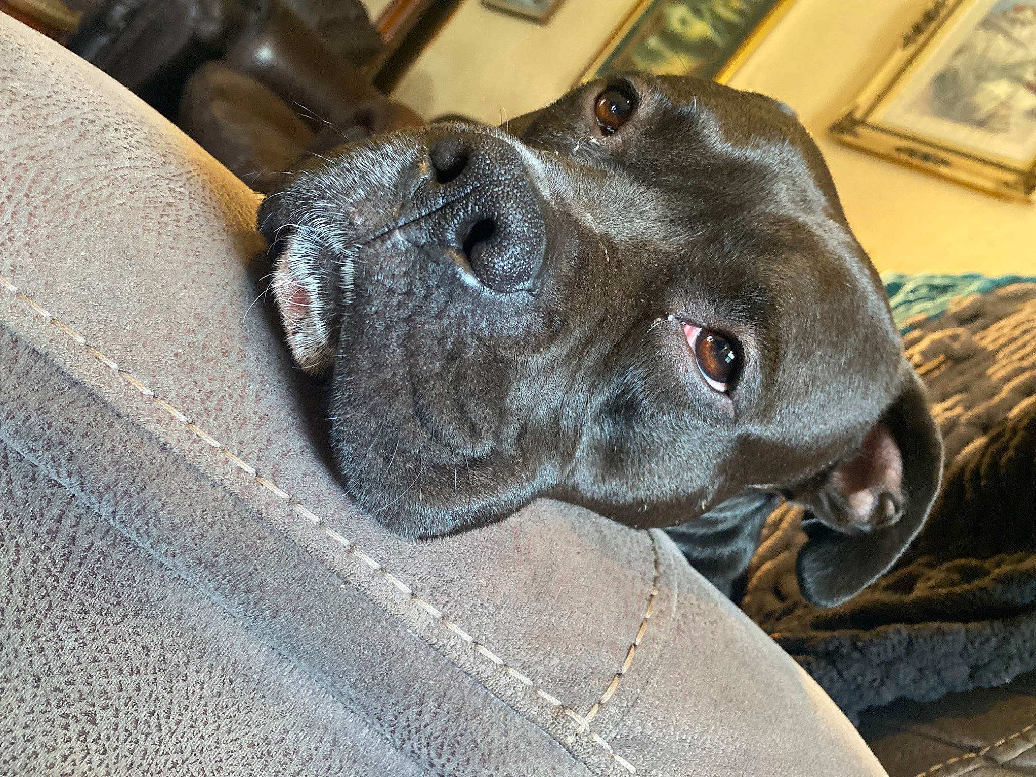Topper joined the competition — help win amazing prizes! borador, canidae, carnivore, collar, companion_dog, dog, dog_breed, dog_collar, ear, fawn, fur, jaw, liver, pet_supply, picture_frame, snout, sporting_group, whiskers, working_animal, wrinkle