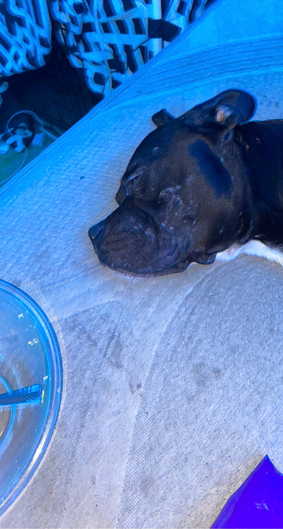 Topper is registered to the contest to win money with this photo: automotive_lighting, automotive_tire, blue, carnivore, circle, dog, dog_breed, electric_blue, fawn, hood, non_sporting_group, terrestrial_animal, whiskers, windshield, working_animal, wrinkle