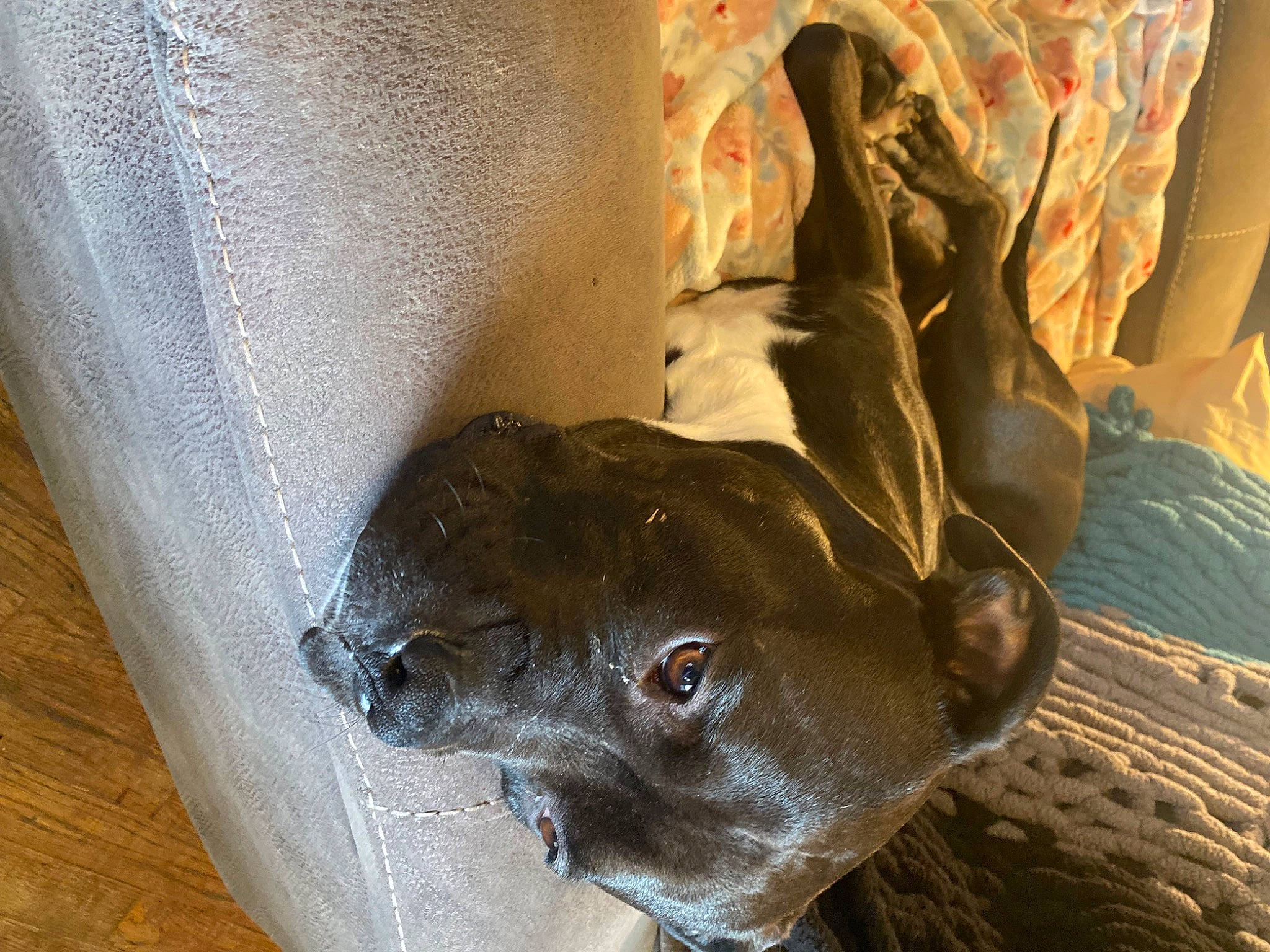 Topper joined the competition — help win amazing prizes! canidae, carnivore, comfort, dog, dog_breed, fawn, felidae, fur, hardwood, liver, non_sporting_group, sporting_group, terrestrial_animal, varnish, whiskers, wood, working_animal