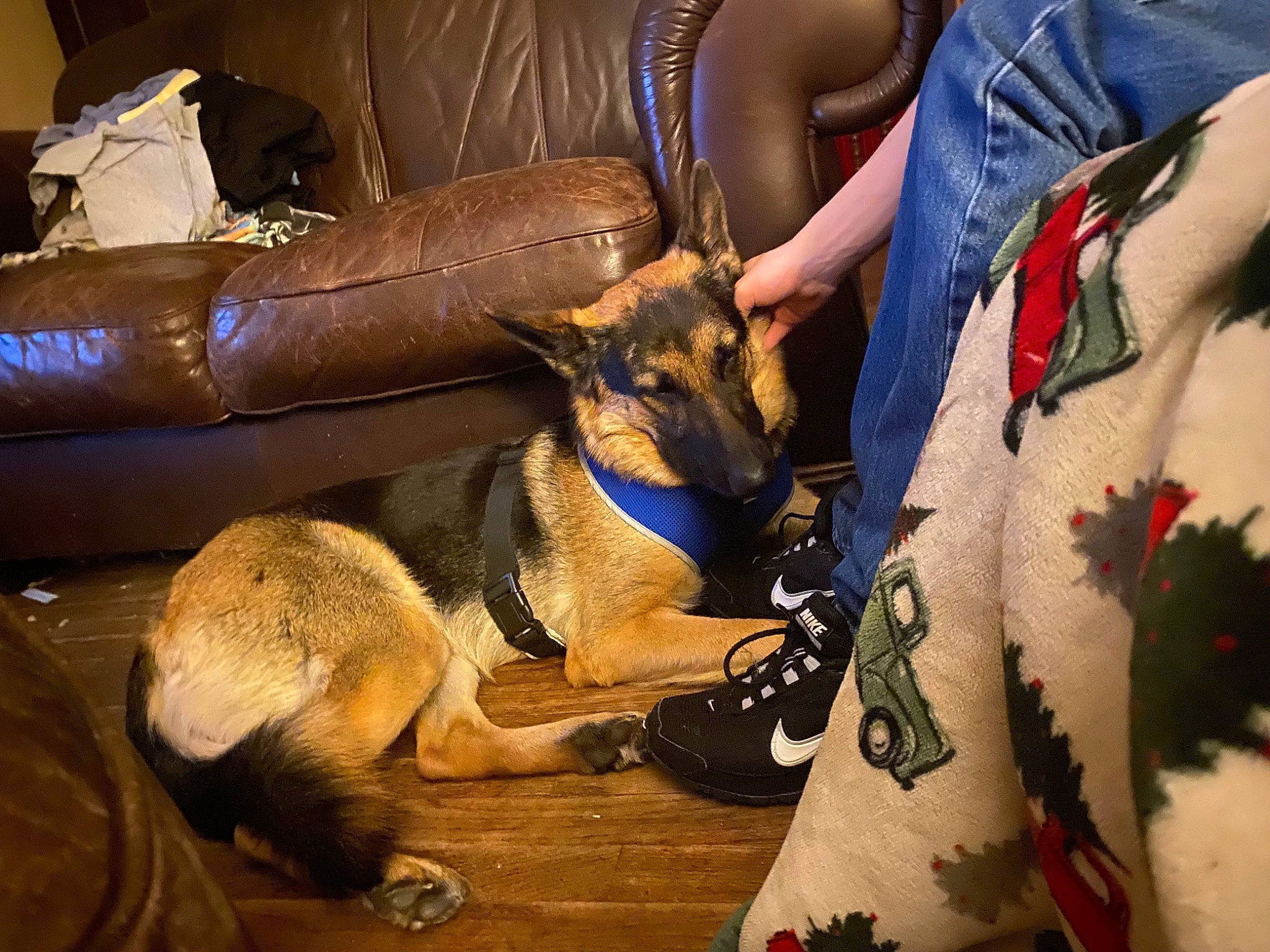 Molly is registered to the contest to win money with this photo: canidae, carnivore, collar, companion_dog, dog, dog_breed, east_european_shepherd, fawn, fur, german_shepherd_dog, herding_dog, human_leg, king_shepherd, law_enforcement, old_german_shepherd_dog, snout, sporting_group, wildlife, working_animal, working_dog