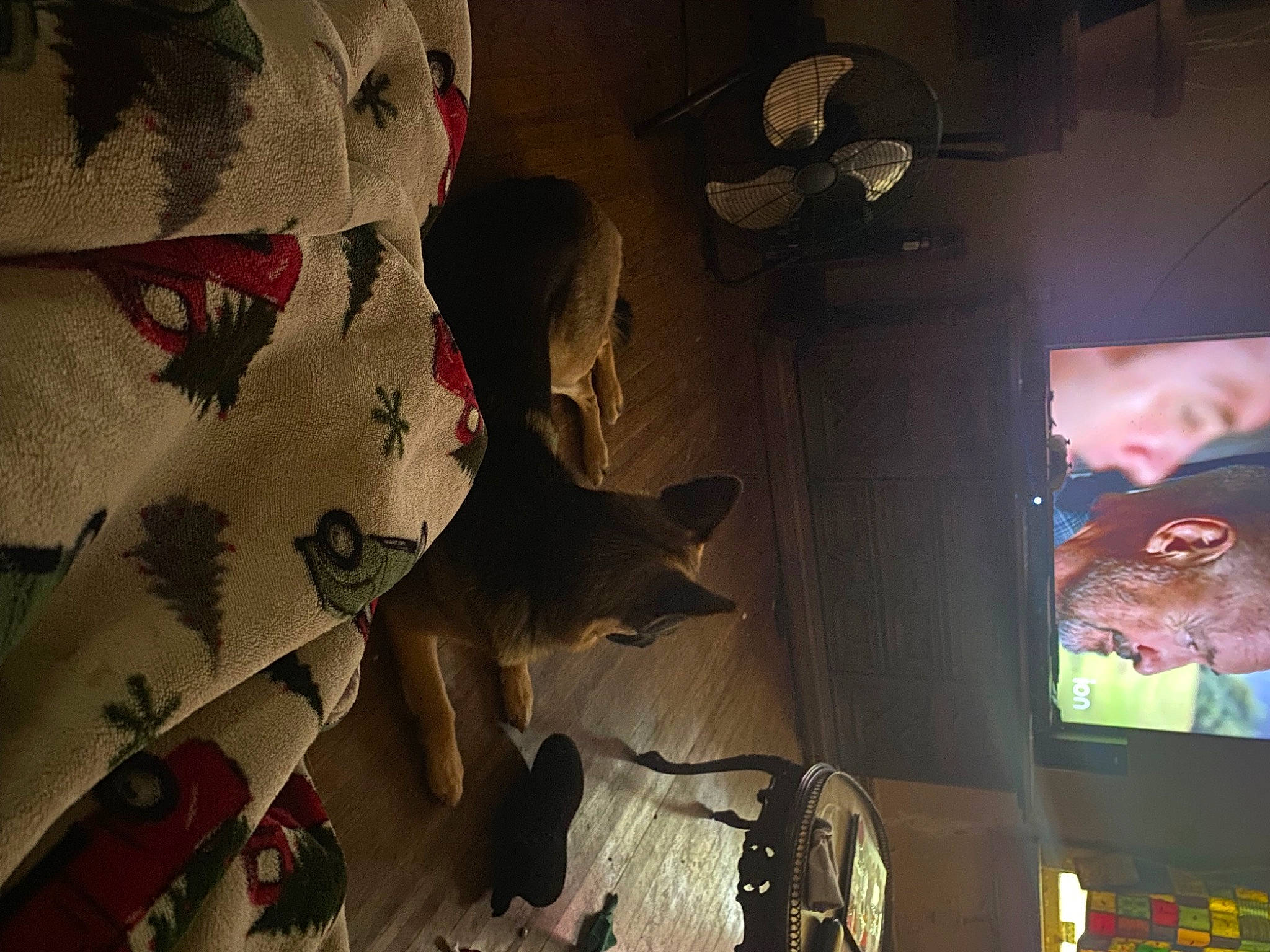 Molly is registered to the contest to win money with this photo: art, black, carmine, darkness, felidae, flooring, fun, mammal, musical_instrument, organism, pattern, room, shadow, still_life_photography, tints_and_shades, toy, tree, vertebrate, visual_arts, wood