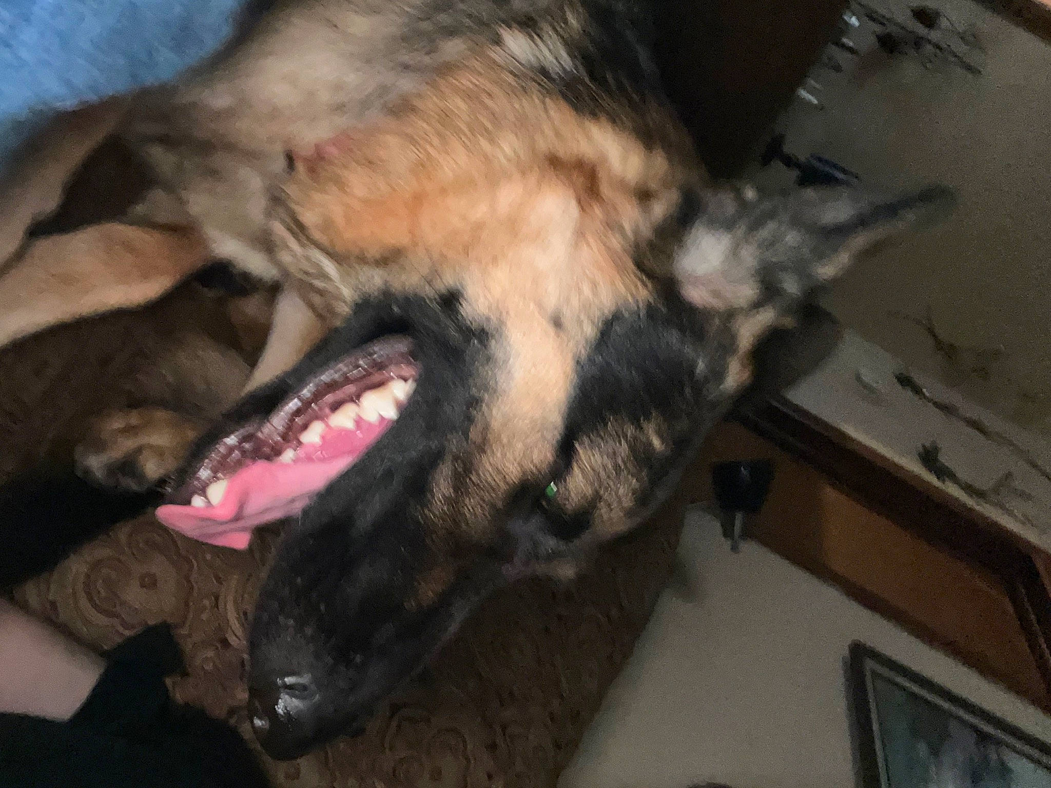 Molly joined the competition — help win amazing prizes! carnivore, claw, companion_dog, computer_keyboard, dog, dog_breed, east_european_shepherd, fang, felidae, fur, guard_dog, nap, non_sporting_group, old_german_shepherd_dog, paw, small_to_medium_sized_cats, snout, whiskers, working_animal, working_dog