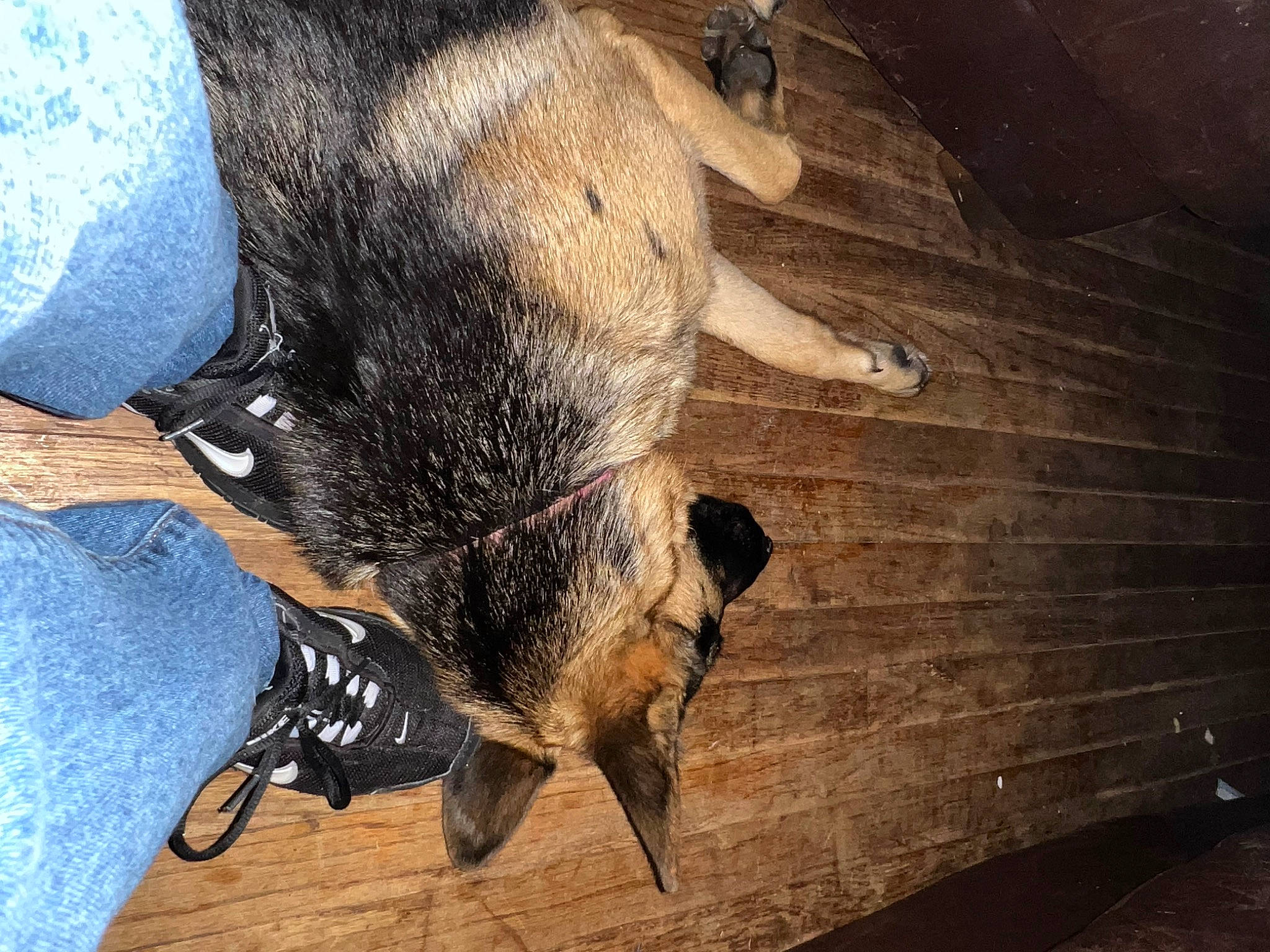 Molly joined the competition — help win amazing prizes! bat, carnivore, claw, companion_dog, dog, dog_breed, fawn, flooring, foot, fur, guard_dog, hardwood, human_leg, livestock, paw, snout, tail, whiskers, wood, working_animal