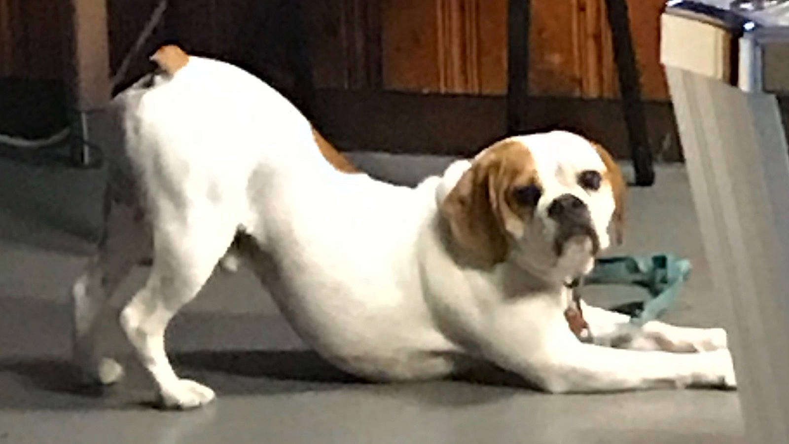 Gus joined the competition — help win amazing prizes! bored, canidae, carnivore, comfort, companion_dog, dog, dog_breed, door, fawn, flooring, hardwood, paw, snout, sporting_group, tail, whiskers, window, wood, working_animal, working_dog