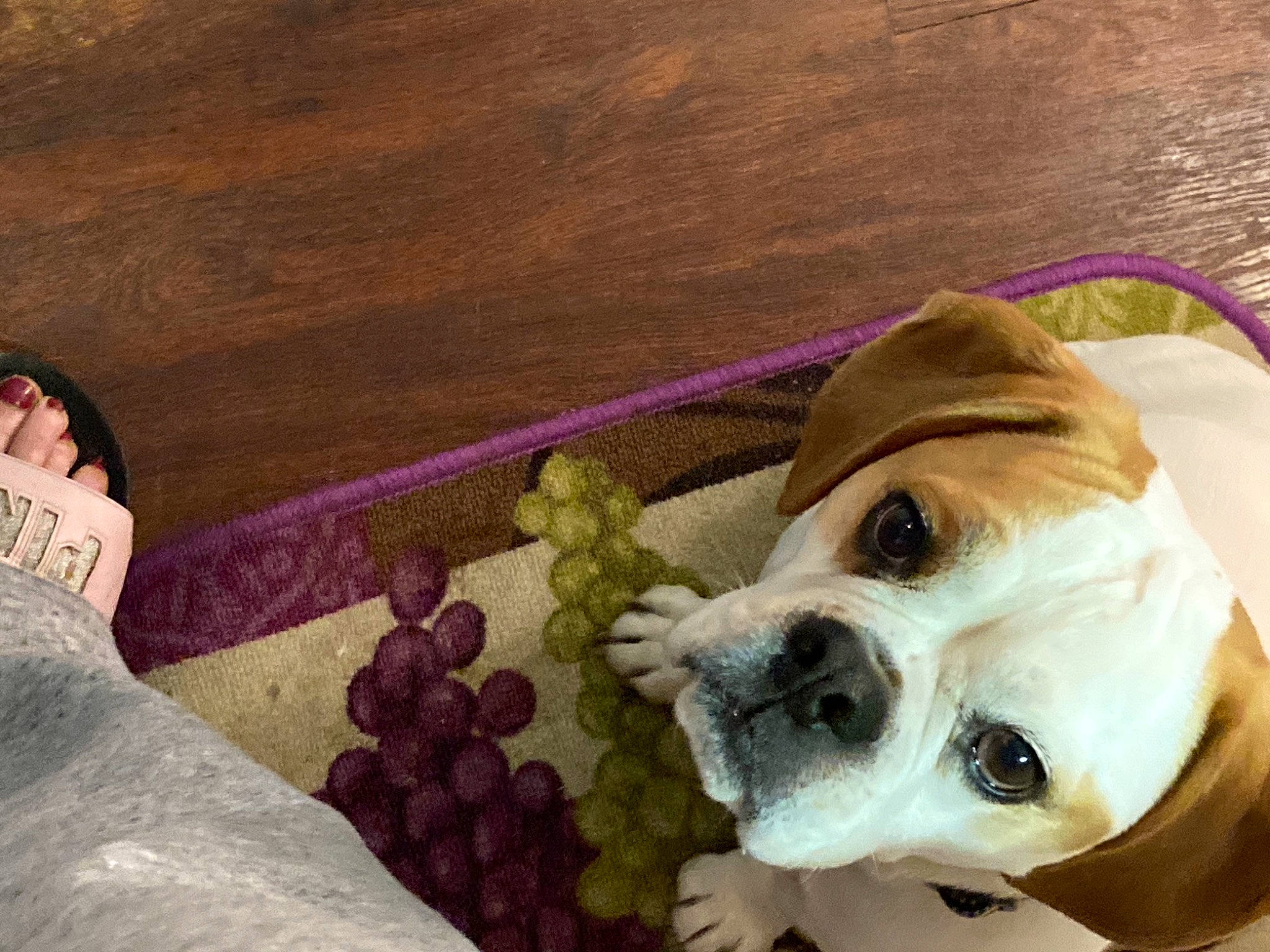 Gus joined the competition — help win amazing prizes! carnivore, collar, comfort, companion_dog, dog, dog_breed, dog_collar, dog_supply, fawn, linens, magenta, pet_supply, purple, selfie, snout, toy_dog, whiskers, wood, working_animal, wrinkle