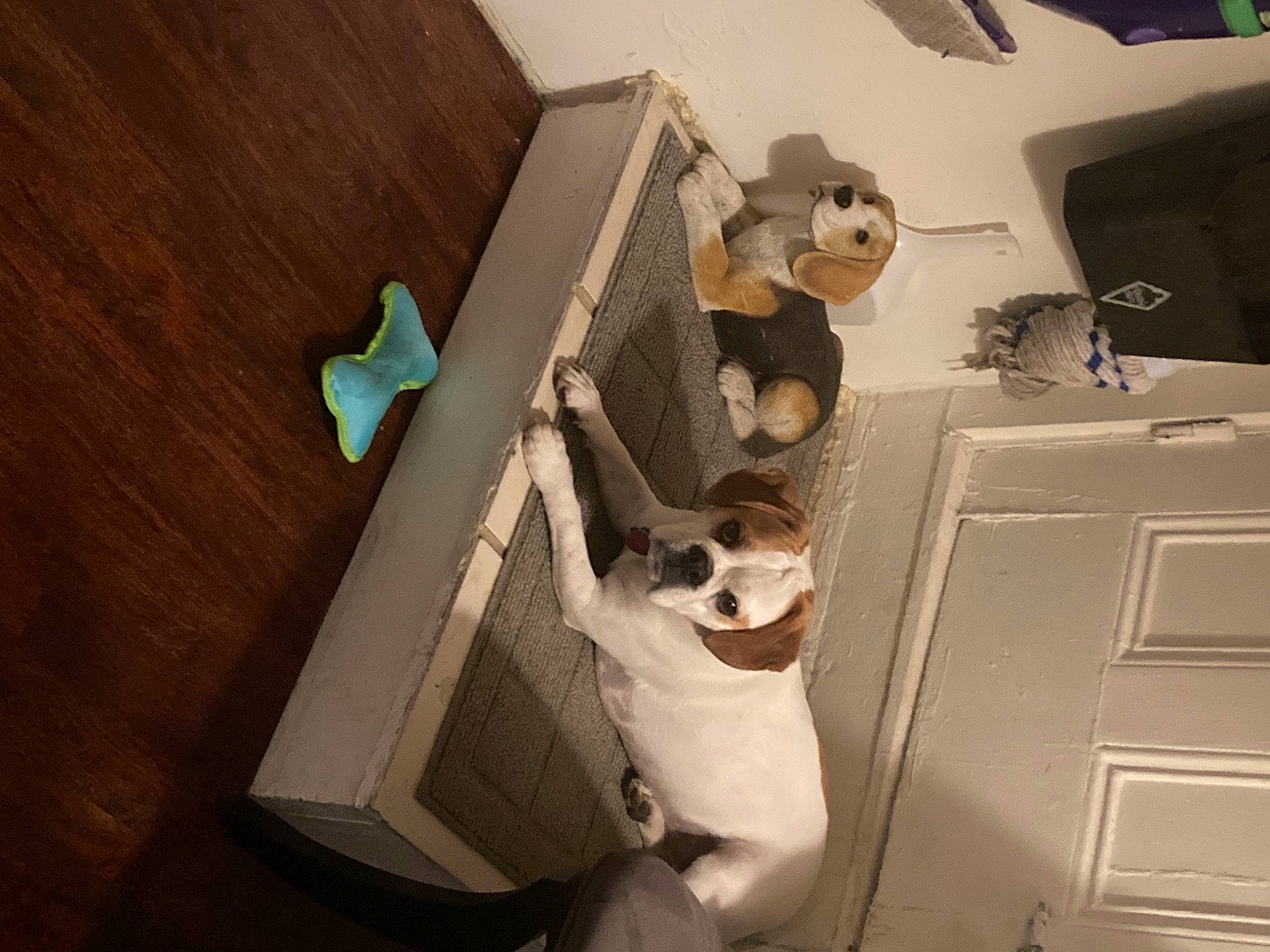 Gus is registered to the contest to win money with this photo: cardboard, chest_of_drawers, companion_dog, dog, door, eyewear, fawn, floor, flooring, hardwood, houseplant, product, room, shelf, shelving, stuffed_toy, toy, vertebrate, wood, wood_stain