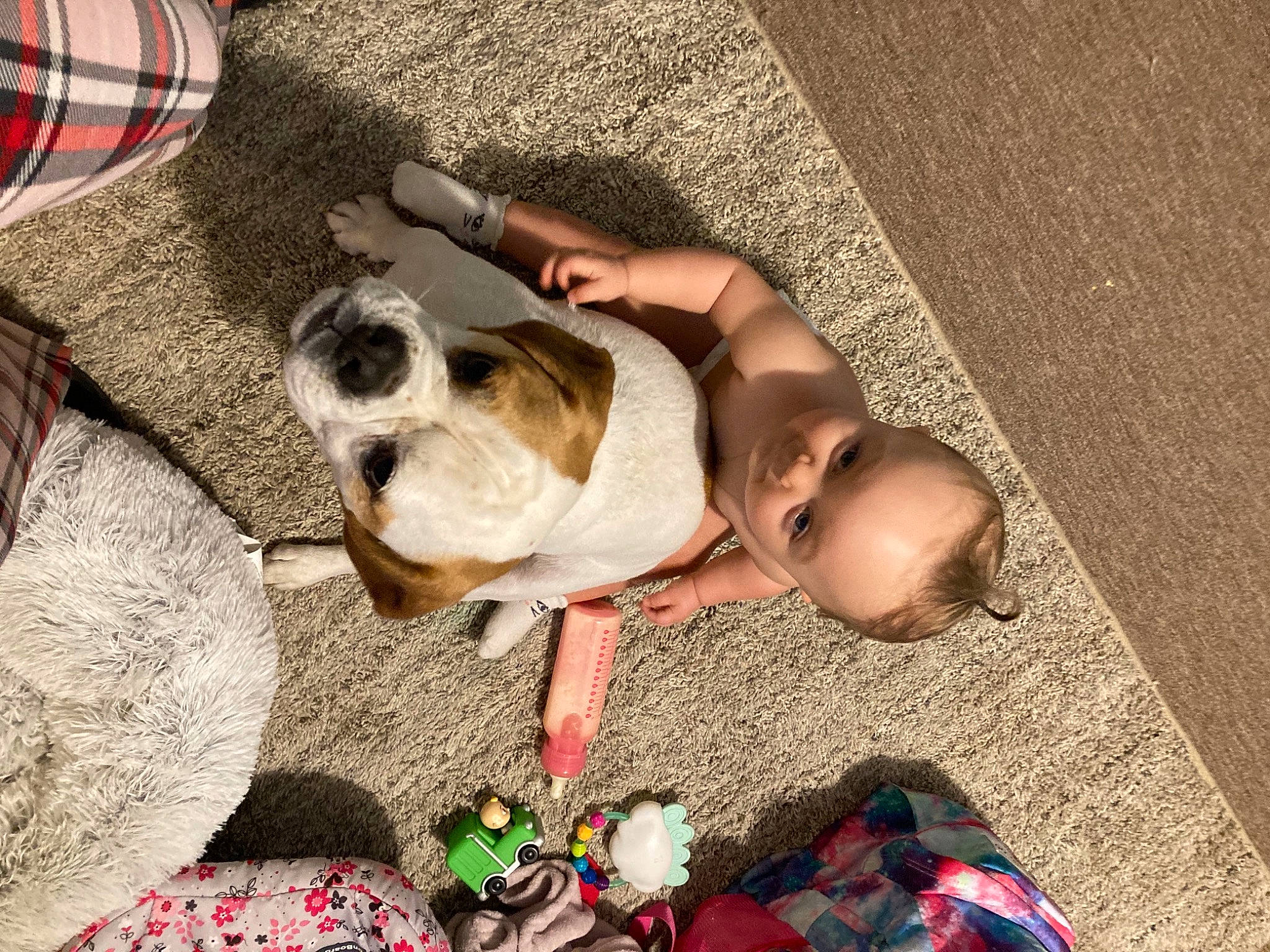 Gus joined the competition — help win amazing prizes! canidae, carnivore, comfort, companion_dog, dog, dog_breed, dog_clothes, dog_supply, fawn, flooring, fur, pattern, plaid, snout, sporting_group, tartan, toddler, toy_dog, vertebrate, working_animal