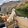 adventure, beard, boat, bucket, cloudy_sky, container, dog, fishing, fishing_rod, fur, green_shoes, hat, lake, man, mountain, nature, outdoor, pet, water, white_dog