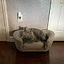 Jasper joined the competition — help win amazing prizes! cat, gray_cat, pet, feline, small_couch, indoor, wood_floor, wall, door, collar, relaxed, resting, household, comfortable, domestic, furniture, flooring, animal, cute, cozy