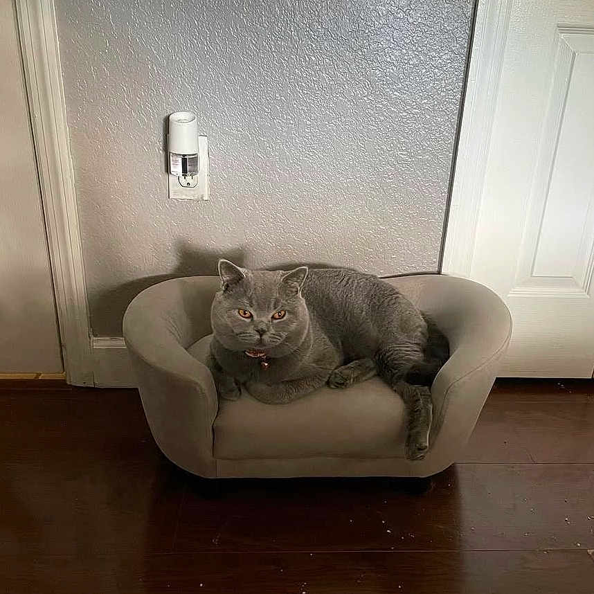 Jasper joined the competition — help win amazing prizes! animal, cat, collar, comfortable, cozy, cute, domestic, door, feline, flooring, furniture, gray_cat, household, indoor, pet, relaxed, resting, small_couch, wall, wood_floor
