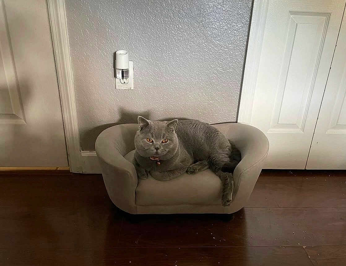 Jasper joined the competition — help win amazing prizes! cat, gray_cat, pet, feline, small_couch, indoor, wood_floor, wall, door, collar, relaxed, resting, household, comfortable, domestic, furniture, flooring, animal, cute, cozy