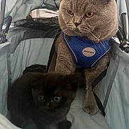 Jasper is registered to the contest to win money with this photo: cat, kitten, gray_cat, black_cat, pet, animal, feline, harness, carrier, stroller, indoor, cute, fur, whiskers, ears, eyes, sitting, close_up, domestic_animal, companion