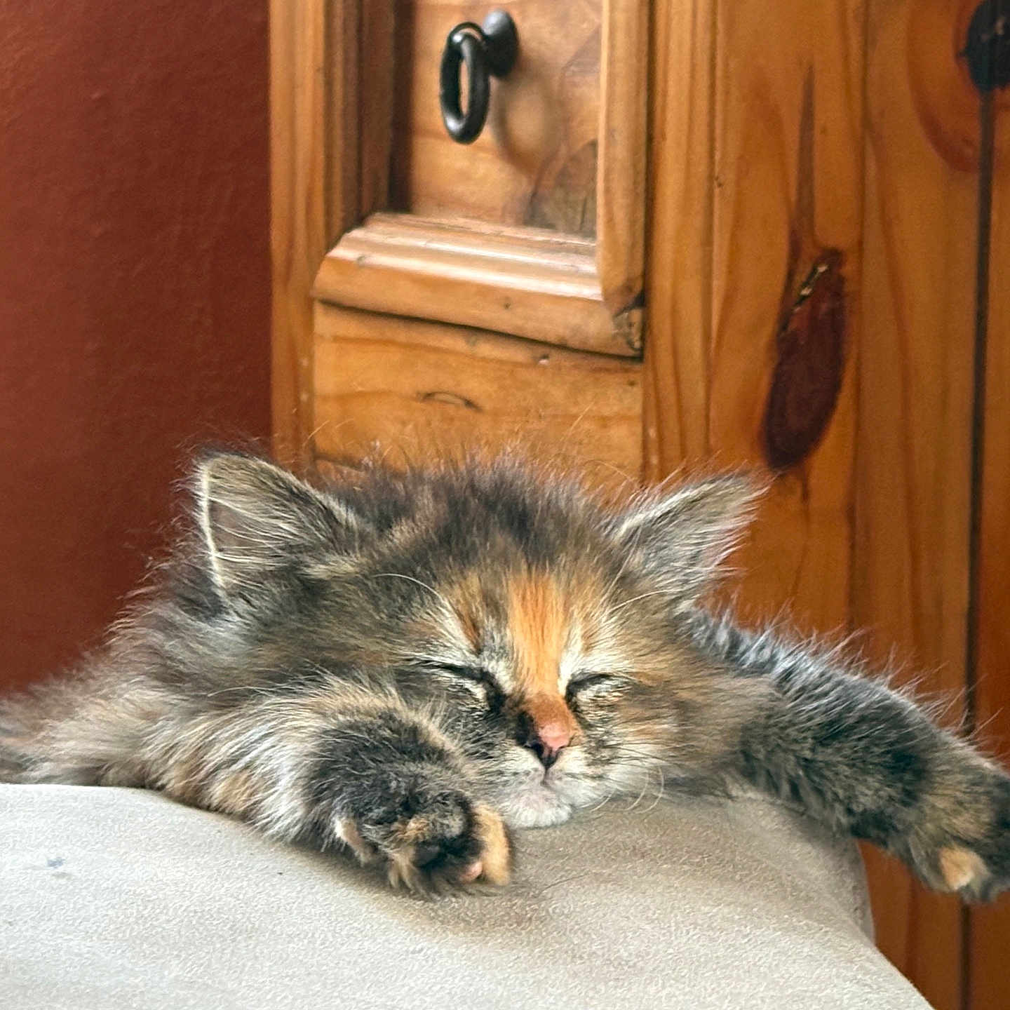 Willow a rejoint le concours — aidez-le/la à gagner de superbes lots ! animal, brasssection, cabinet, cat, chair, closet, cupboard, drawer, furniture, hardwood, horn, indoors, interiordesign, kitten, manx, pet, plywood, shelf, stainedwood, wood