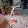 Erda a rejoint le concours — aidez-le/la à gagner de superbes lots ! beagle, dog, puppy, sitting, portrait, pet, brown_and_white, floppy_ears, face, eyes, birthday, cake, candles, strawberries, food, indoor, living_room, tile_floor, rug, furniture