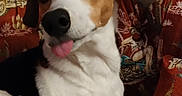 Erda a rejoint le concours — aidez-le/la à gagner de superbes lots ! dog, pet, canine, brown_and_white, lying_down, sitting, head_tilt, tongue_out, floppy_ears, short_hair, white_chest, facial_markings, indoors, armchair, patterned_fabric, cozy, evening, window, door, portrait