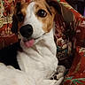 dog, pet, canine, brown_and_white, lying_down, sitting, head_tilt, tongue_out, floppy_ears, short_hair, white_chest, facial_markings, indoors, armchair, patterned_fabric, cozy, evening, window, door, portrait