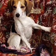 Erda a rejoint le concours — aidez-le/la à gagner de superbes lots ! dog, puppy, beagle, pet, animal, sitting, white_fur, brown_fur, black_fur, floppy_ears, long_legs, paws, nose, eyes, portrait, indoor, couch, floral_pattern, fabric, cute