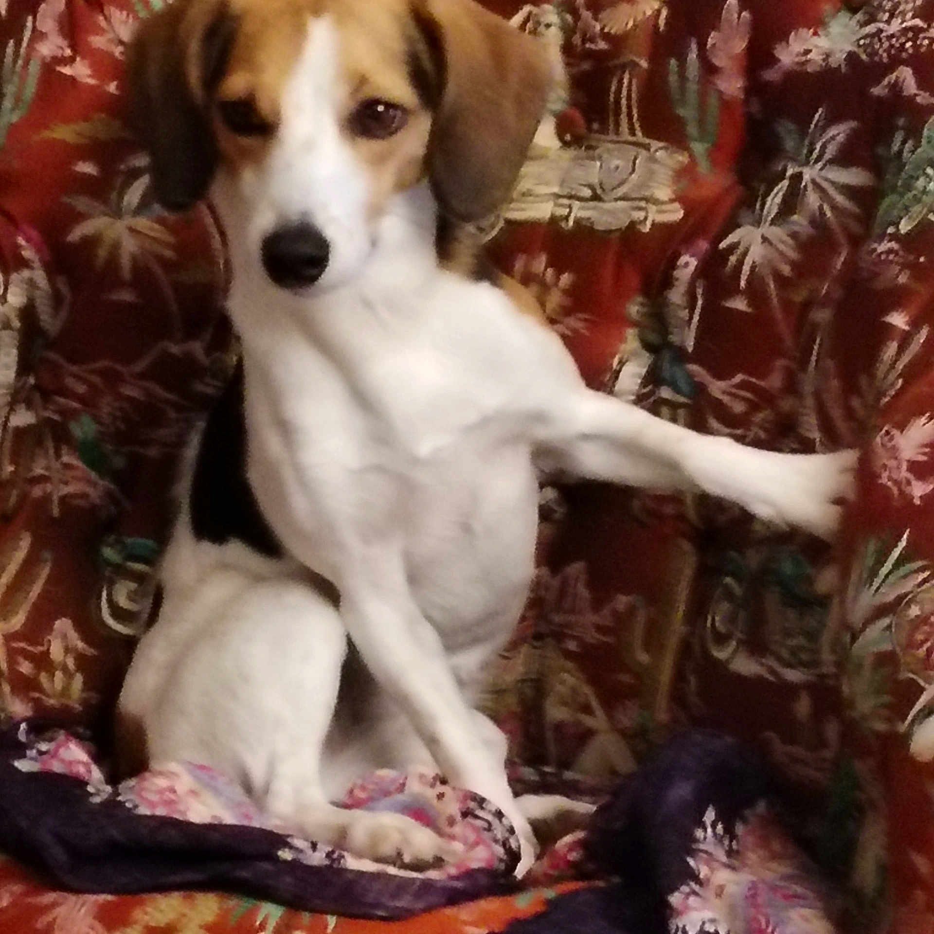 Erda a rejoint le concours — aidez-le/la à gagner de superbes lots ! dog, puppy, beagle, pet, animal, sitting, white_fur, brown_fur, black_fur, floppy_ears, long_legs, paws, nose, eyes, portrait, indoor, couch, floral_pattern, fabric, cute