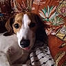Erda a rejoint le concours — aidez-le/la à gagner de superbes lots ! dog, beagle, pet, animal, portrait, lying_down, relaxed, cozy, blanket, cushion, sofa, indoors, home, bookshelf, brown_and_white, floppy_ears, white_stripe, black_nose, close_up, sleepy