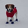 animal, background_wall, blue_booties, canine, cold, curious, daylight, dog, door, ears, footwear, four_legs, fur, looking_at_camera, outdoor, pet, red_sweater, snow, standing, winter