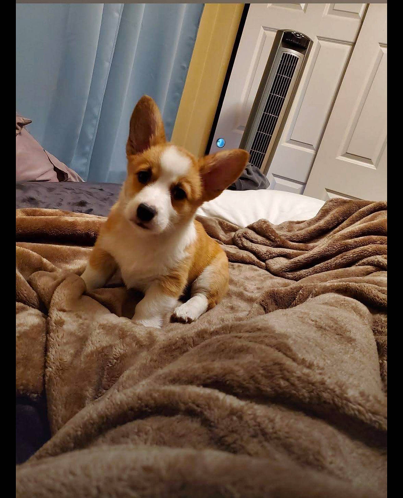 Ella joined the competition — help win amazing prizes! canidae, carnivore, comfort, companion_dog, dog, dog_breed, dog_supply, door, fawn, flooring, fur, hardwood, linens, paw, sporting_group, tail, toy_dog, whiskers, wood, working_animal