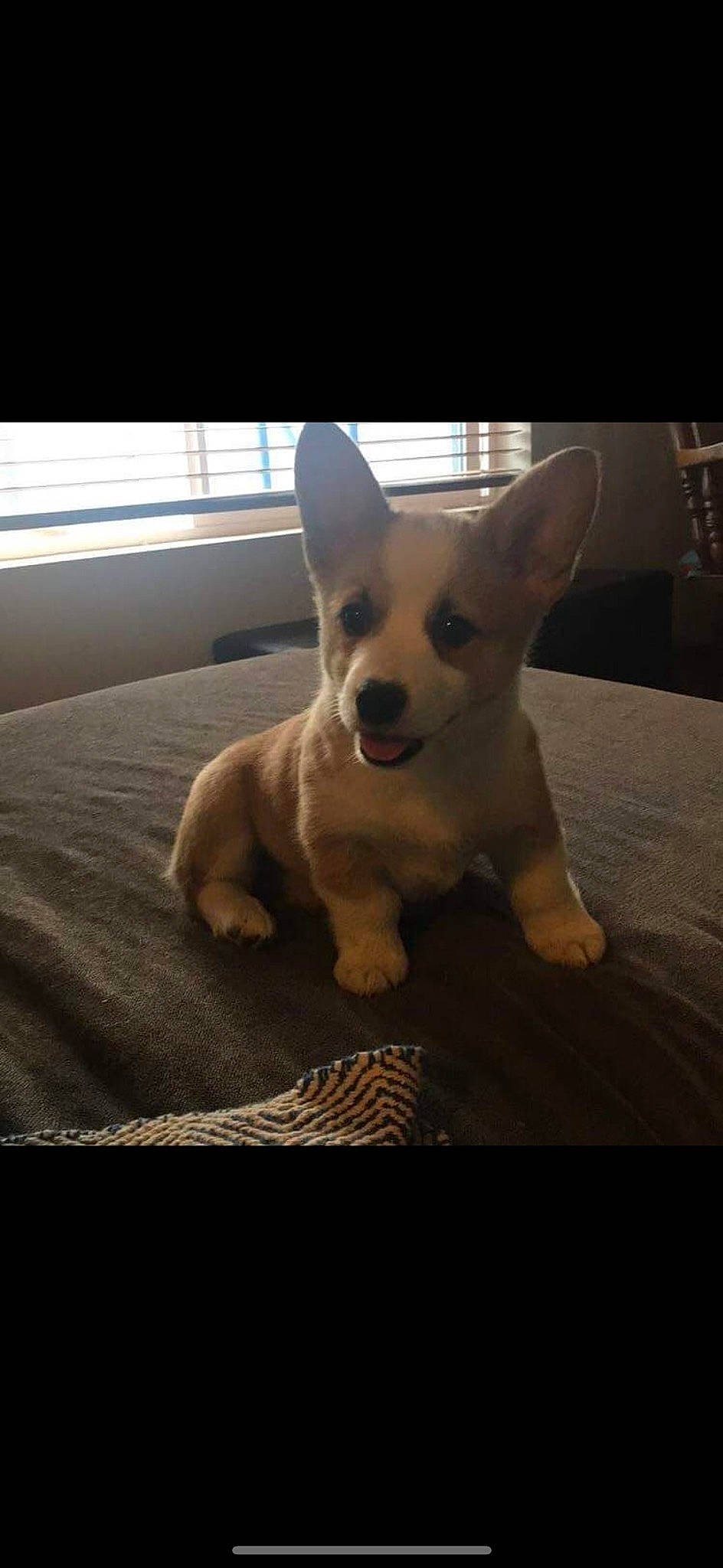 Ella is registered to the contest to win money with this photo: canidae, carnivore, chihuahua, companion_dog, corgi_chihuahua, dog, dog_breed, ear, eye, fawn, human_body, paw, puppy, sporting_group, tail, terrestrial_animal, toy_dog, whiskers, wood, working_animal