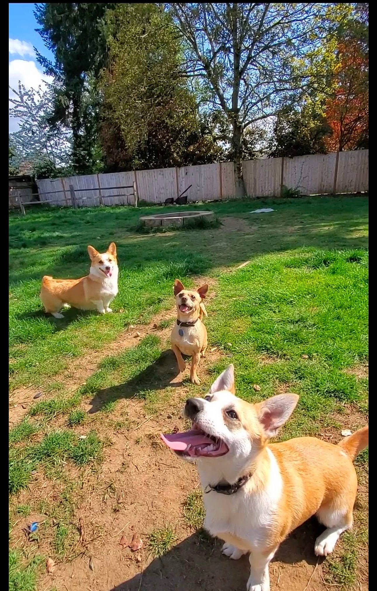 Ella is registered to the contest to win money with this photo: canidae, carnivore, collar, companion_dog, dog, dog_breed, dog_supply, fawn, garden, grass, morning, outdoor_furniture, plant, sky, sporting_group, tail, tree, wood, working_animal, yard