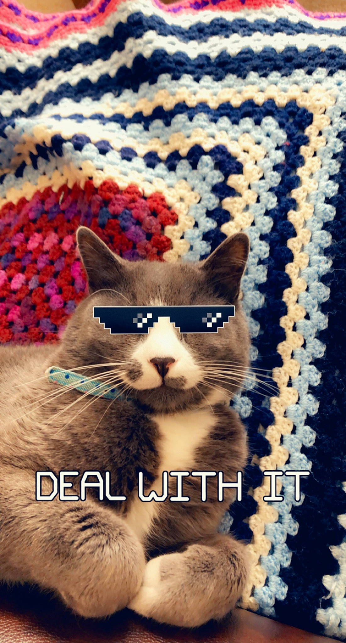 Ouzo is registered to the contest to win money with this photo: art, carnivore, cat, cat_supply, comfort, creative_arts, domestic_short_haired_cat, electric_blue, fawn, felidae, font, fur, line, pattern, rectangle, small_to_medium_sized_cats, snout, tail, terrestrial_animal, whiskers