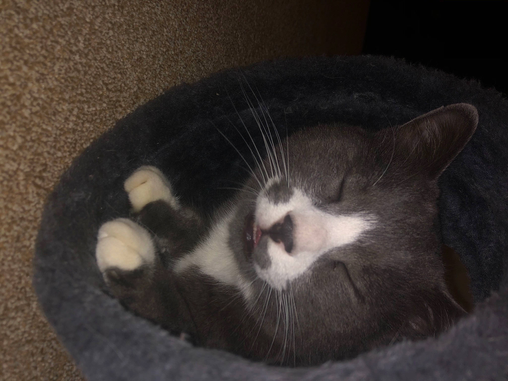 Ouzo joined the competition — help win amazing prizes! art, black_cat, carnivore, cat, cat_bed, cat_supply, claw, cloud, comfort, domestic_short_haired_cat, ear, felidae, fur, monochrome_photography, paw, small_to_medium_sized_cats, snout, tail, whiskers, window