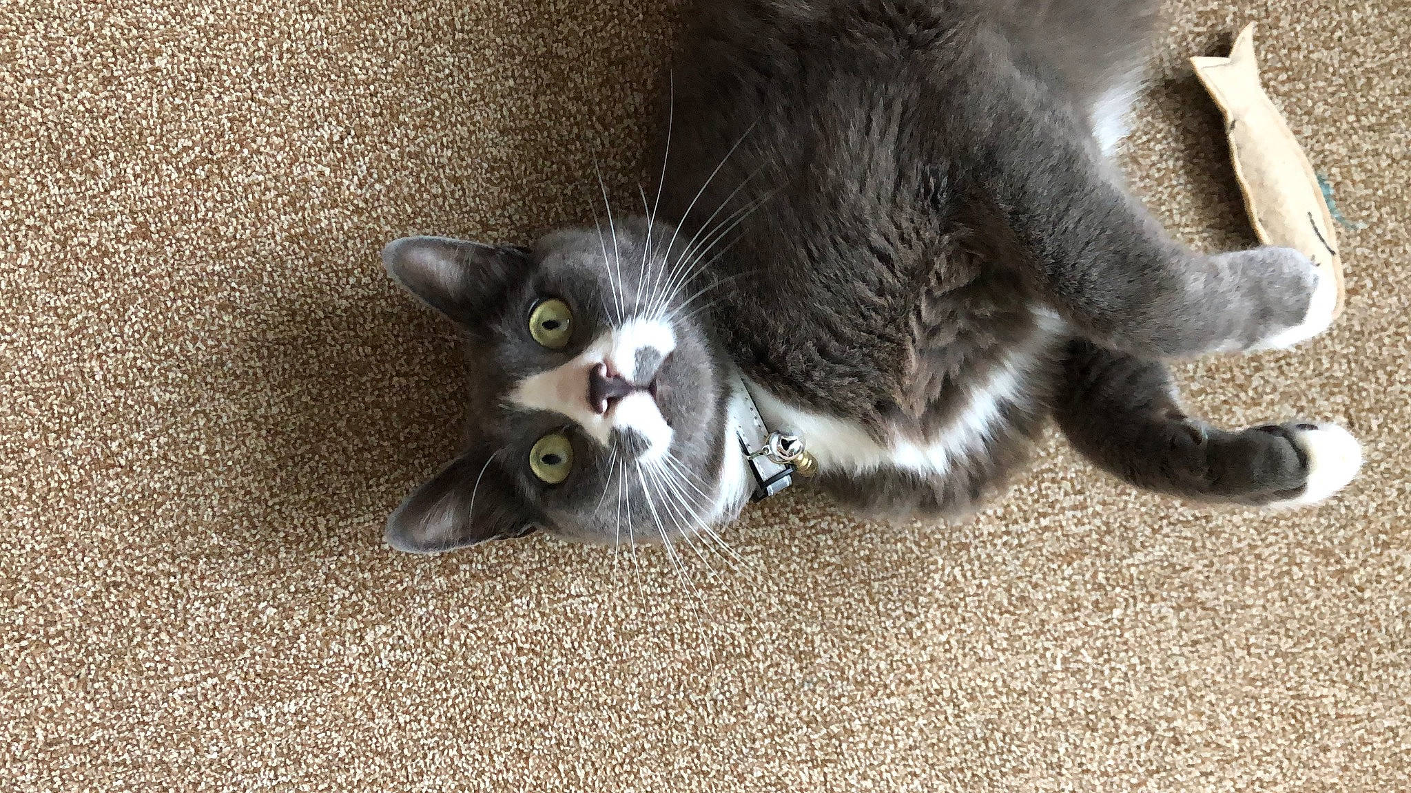 Ouzo is registered to the contest to win money with this photo: asphalt, black_cat, carnivore, cat, claw, domestic_short_haired_cat, felidae, flooring, fur, grey, paw, road_surface, small_to_medium_sized_cats, snout, tail, whiskers