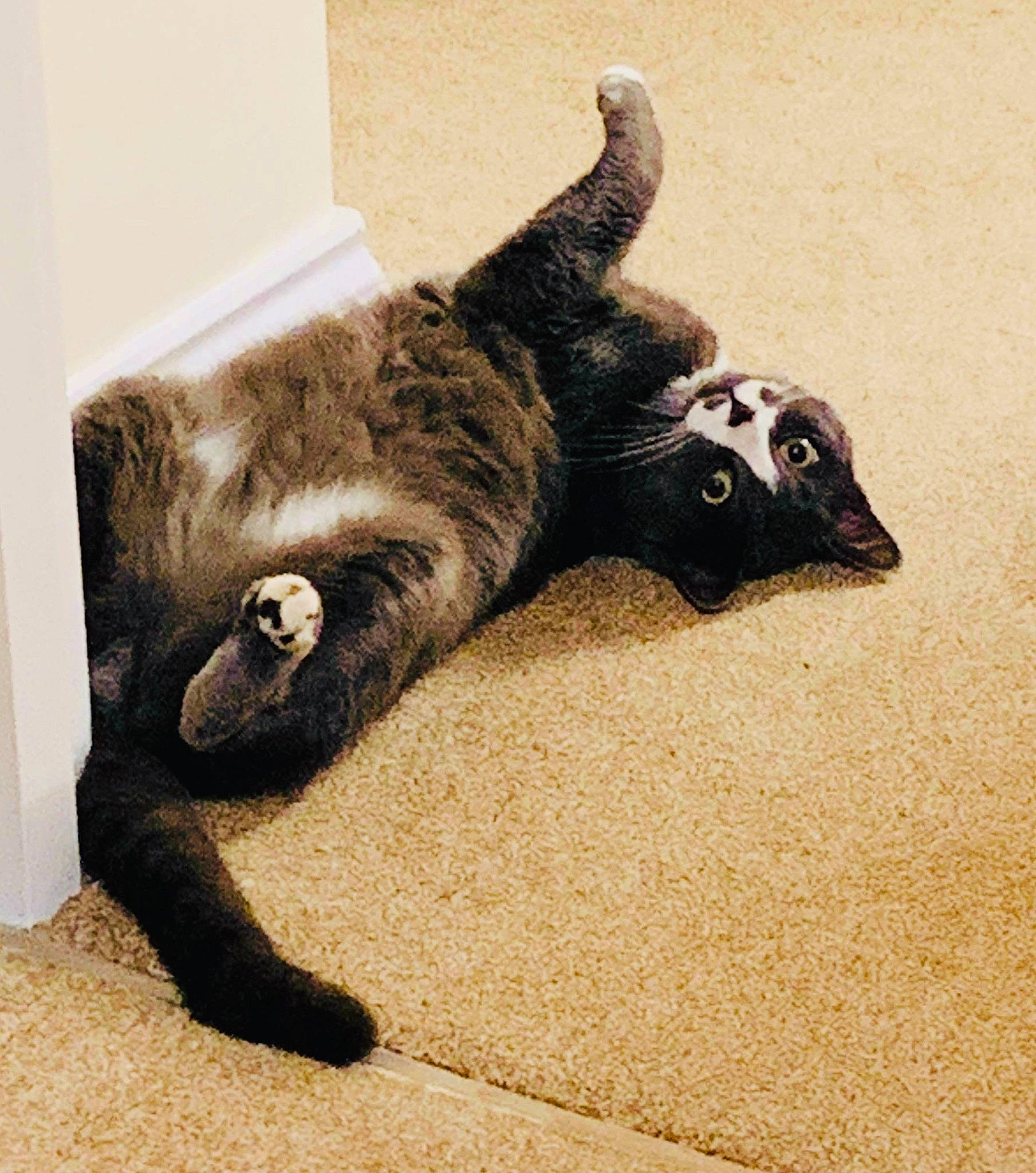 Ouzo joined the competition — help win amazing prizes! black_cat, canidae, carnivore, cat, claw, comfort, dog_breed, domestic_short_haired_cat, fawn, felidae, flooring, paw, small_to_medium_sized_cats, snout, sporting_group, tail, terrestrial_animal, whiskers, wood, working_animal