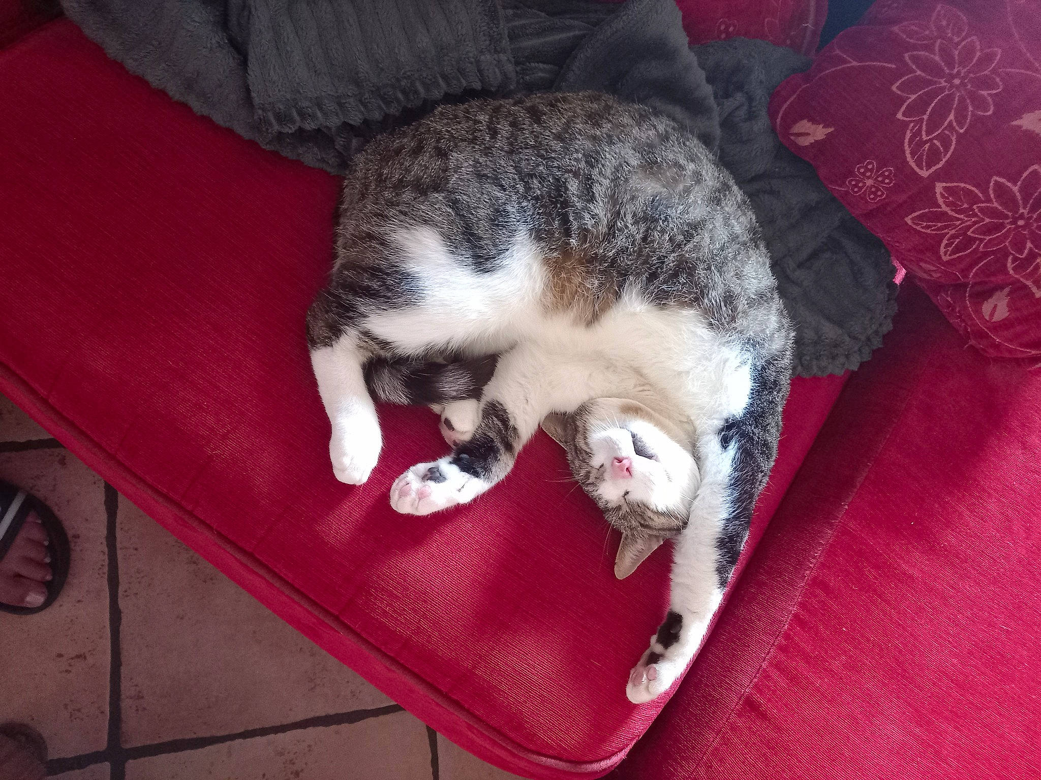 Peluche a rejoint le concours — aidez-le/la à gagner de superbes lots ! canidae, carmine, carnivore, cat, claw, comfort, dog_breed, domestic_short_haired_cat, felidae, flooring, fur, linens, nap, paw, small_to_medium_sized_cats, snout, sporting_group, tail, whiskers, wood