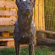 Patrovite participe au concours pour gagner de l'argent avec cette photo : dog, kitten, cat, animal, pet, brindle_dog, gray_kitten, grass, outdoor, fence, wooden_fence, pallet, backyard, standing, perched, looking, cute, companion, fur, ears