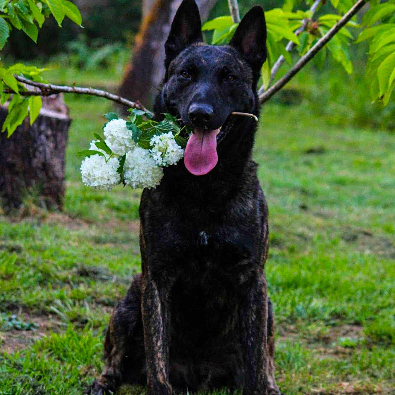 Patrovite participe au concours pour gagner de l'argent avec cette photo : animal, brindle, canine, dog, flora, flower_branch, friendly, garden, grass, greenery, happy, leaf, nature, outdoor, pet, playful, sitting, summer, tongue_out, tree