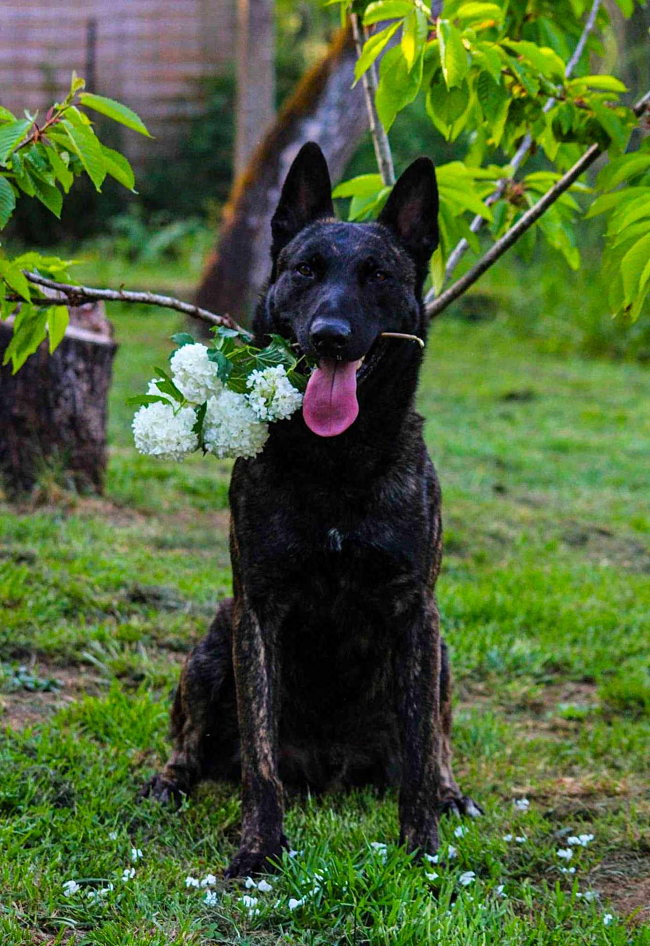 Patrovite participe au concours pour gagner de l'argent avec cette photo : dog, brindle, tongue_out, flower_branch, grass, outdoor, nature, greenery, tree, pet, canine, sitting, animal, leaf, summer, playful, happy, garden, flora, friendly